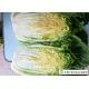 Fresh Chinese Napa Cabbage 2.5 KG / PER No Putrefaction Good Taste
