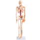 85CM Full Body Skeleton Anatomy With Nerves And Blood Vessels VIC-102B