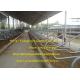 Single Row Type Milking Cow Free Stall , 3mm Thickness Hot Galvanizing Tube