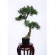 80cm Artificial Bonsai Tree Refreshing , Indoor Bonsai Plants Gorgeous Everlasting