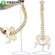 Flexible Spine Skeleton Model Spinal Column And Pelvis Representation