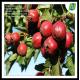 Manufacturer Supplying Hawthorn Leaf P.E 10%Flavone
