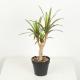 Flexible Glue Faux Dracaena Plant Black Plastic Pot 45 CM 62 CM 82 CM