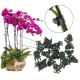 Vine Support 1cm Width Plastic Clamp For Butterfly Orchid Clips