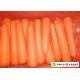 Smooth Surface Fresh Organic Carrots Suitable For Frying / Simmering / Mixing