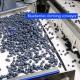 PLC Control System Blueberries Fruit Sorting Machine 380V 99.9% Accuracy