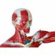 3D Skeletal Viscera Muscle Skeleton Model Customized