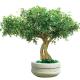 Artificial Pittosporum Ficus Tree No Sunlight S Shape Trunk Wide Leaf Cover Plant