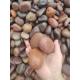 2-3cm Natural Pebble Stone For Garden High Chemical Resistance