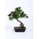 Leaning Bonsai Pine Tree BC076-4 , 55cm Artificial Outdoor Bonsai Trees Lush