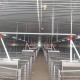 Modern Galvanized Sow Gestation Stalls 1m Height With Concrete Slat Flooring