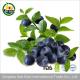 Kosher Cretified Chinese Lyophilized Fruit Freeze Dried Blueberry