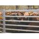 Sturdy Portable Horse Yard Panels , Iron Steel Cattle Yards SGS ISO Listed