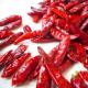 Xinglong 100g Spicy Tianjin Dried Red Chilies Room Temperature