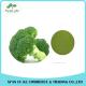Vegetable Extract Freeze Dried Organic Broccoli Powder Free Sample