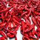 Sichuan Facing Heaven Chillies Ignite  With Chinese Spice