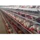 Automatic 4 Tiers 128 Birds Poultry Chicken Cages
