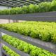 Greenhouse for Soilless Cultivation of Large-Scale Vegetable and Fruit Production