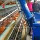 Poultry Farm Layer Broiler Cage Automatic Chicken Feeding Cart 220V Ada