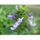 Prunella Vulgaris Extract, Goldenrod Extract, Traditional Chinese Medicine Extract, Antibacterial anti-inflammatory