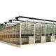 Large Customized Agricultural Glass Greenhouse with PVC Hydroponic Gutter System