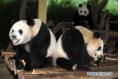 Giant pandas enjoy mooncakes