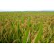 Glyphosate 480 g/L SL/herbicides/Nigeria/zambia market/Zimbabwe