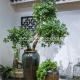 Green Money Plant Artificial Fortune Tree Water Jar Home Decoration ISO