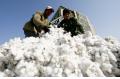 High cotton price hits cost of clothing