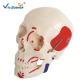 PVC Human Skull And Brain Model For Medical Science Teaching