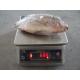 Frozen Tilapia Gutted& Scaled Size before glaze 550-750g