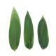 Plates Decorative Green Fresh Packed Sushi Bamboo Leaves 15-30cm