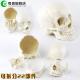 Didactic Medical Anatomical Human Skull 22 Parts White Pcolor Plastic Material