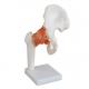 Professional Hip Joint Anatomical Skeleton Model Full Size VIC-110