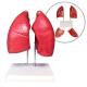 Medical Teaching PVC Simulation Human Anatomy Model Lung Respiratory System Structure