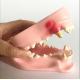Nature Size Structure Dog Teeth Model Dental Anatomical