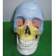 Life size skull with colored bones/Colored human skull model/Colored Adult Skull Model