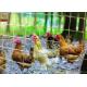 Transparent Plastic Netting Fence, Plastic Plastic Poultry Netting, 35GSM, Chicken Netting, 1M High