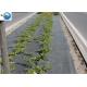 Agricultural Ground Cover Supplier Commercial Landscape Fabric Anti Weed Matting