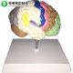 Brain Function Model Color To Partition Anatomical Advanced PVC Material