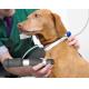Veterinary Chiropractic & Animal ESWT Machine Acoustic Wave Massager