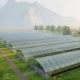Full Payment Commercial Greenhouse for Tomatoes and Strawberries in Water Pipe Tunnel