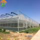 Multi-Span Film Agricultural Greenhouse Gutter Height 3-6m Automatic Controlling System
