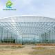 Waterproof Multispan Agricultural Glass Greenhouse Large Venlo Shading Greenhouse