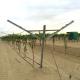 Agriculture Plantation Y Shaped Trellis Posts , Durable Wine Grape Trellis Systems