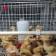 Poultry Farming Equipment H-Type Battery Chicken Cage System For Broiler Mia