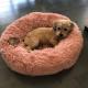 Fluffy Brown Pink Anti Anxiety Dog Bed 50cm 60cm 70cm Diameter Dog Mattress Bed Calming Dog Bed Donut Cat Bed