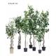 Ideal Tropical Artificial Banyan Tree Small Leaves Special Design Eco Friendly