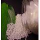 High quality chemical fertilizer calcium nitrate granular