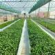 Vegetable Production Po Film Greenhouse with Shading System and 30 Days Return refunds